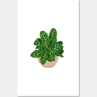 Calathea Illustration Posters and Art